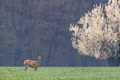 Side view of a horse on field