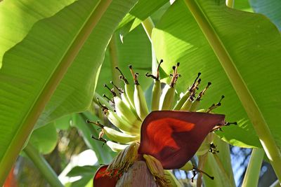 Close-up of a red hibiscus flower