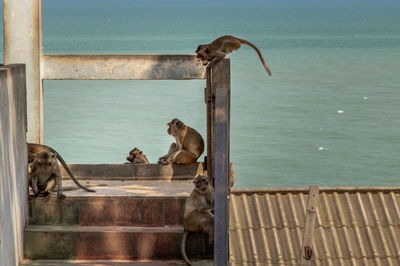 Monkey on the sea