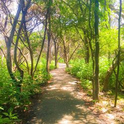 Footpath passing through forest