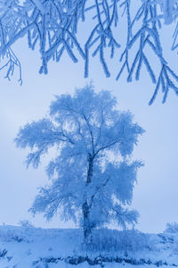 Low angle view of snow covered tree against sky