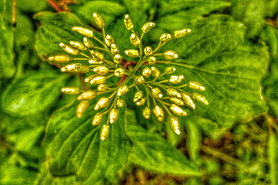 High angle view of wet plant leaves