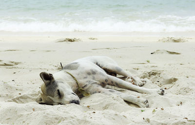 View of a dog on beach
