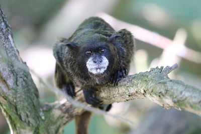 Close-up of monkey on branch