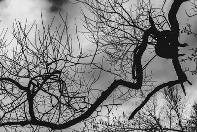 Low angle view of bare tree against sky