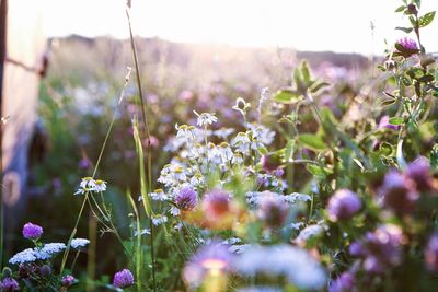 Close-up of flowers blooming in field