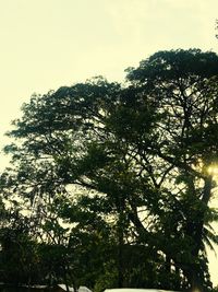 Low angle view of tree against sky