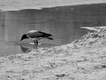 Seagull flying over sea