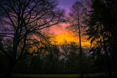 Silhouette of trees at sunset