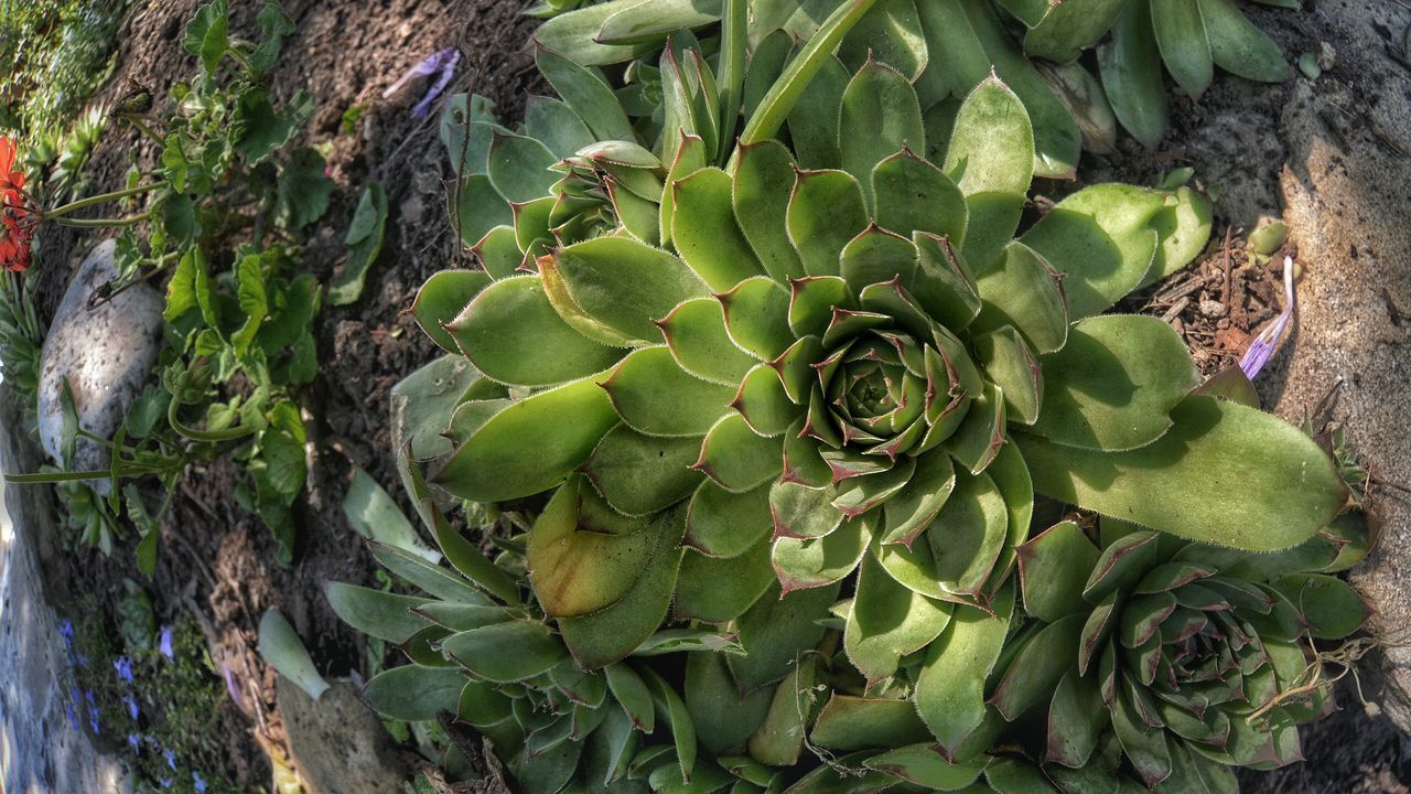 CLOSE-UP OF SUCCULENT PLANTS