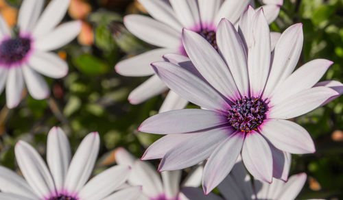 Close-up of white flower