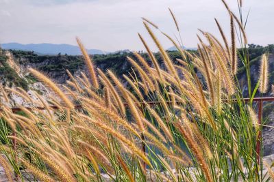 Close-up of wheat growing on field against sky