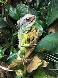 Close-up of lizard on tree