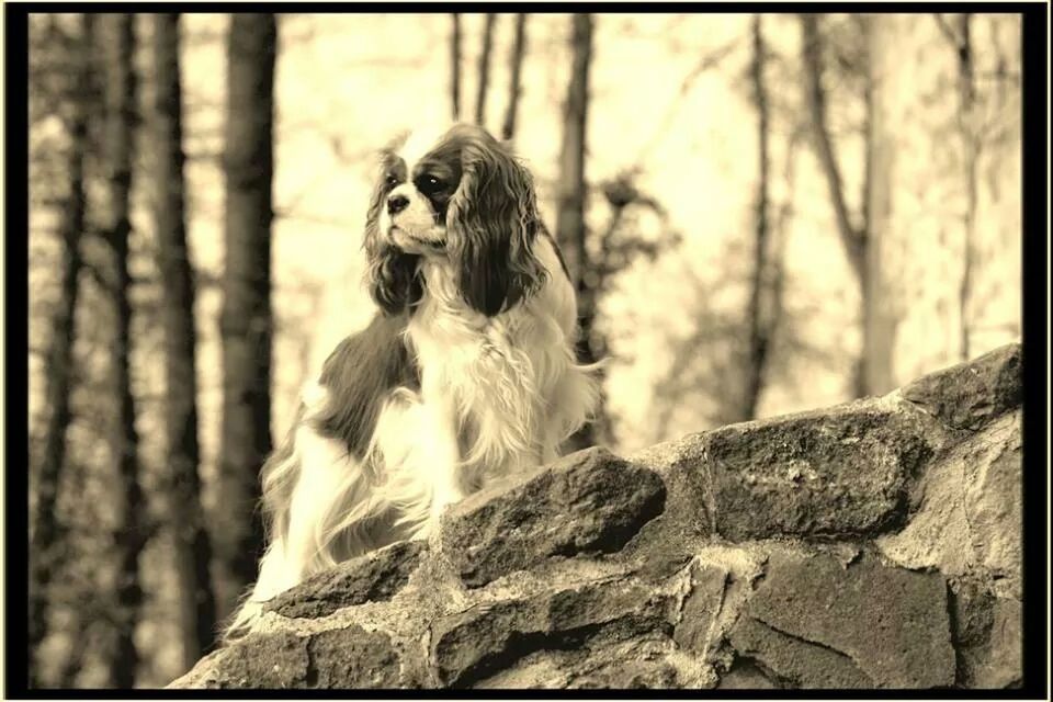 Cavalierkingcharlesspaniel