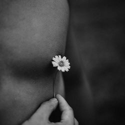 Close-up of woman hand holding flower