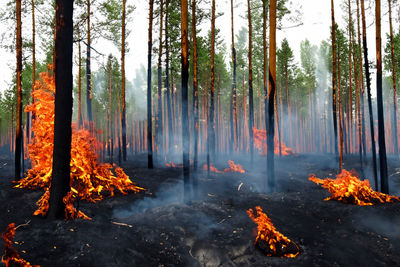 Close-up of bonfire