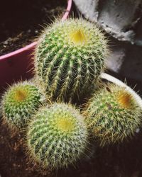 Close-up of succulent plant