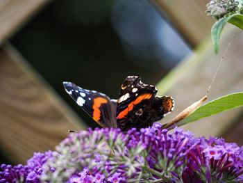 Close-up of butterfly pollinating on purple flower