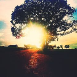 Sun shining through trees during sunset