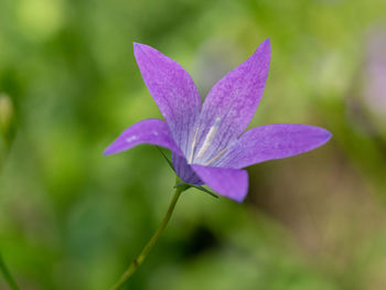 Close-up of purple flowering plant