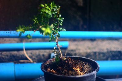 Close-up of small potted plant