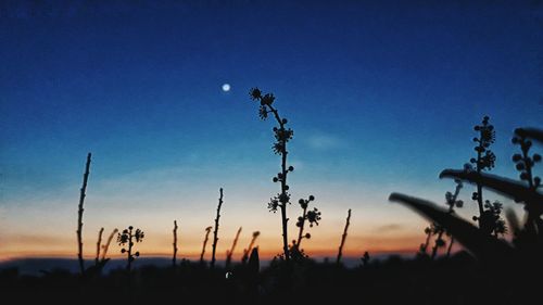 Low angle view of silhouette trees against sky at sunset