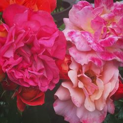 Close-up of pink rose