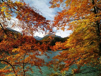 Low angle view of trees against sky during autumn