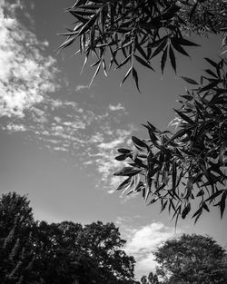 Low angle view of silhouette tree against sky