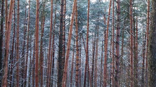 Trees in forest