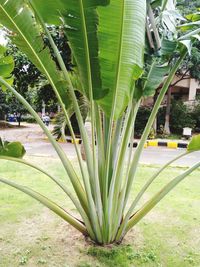 Close-up of palm tree in yard