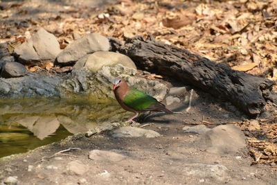 Close-up of bird perching on rock