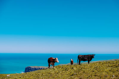 Panoramic view of cows on field  against sky. near sea shore