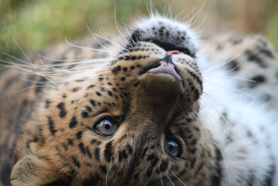 Close-up of a cat