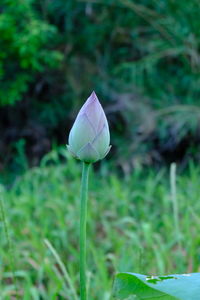 Close-up of purple lotus water lily on field