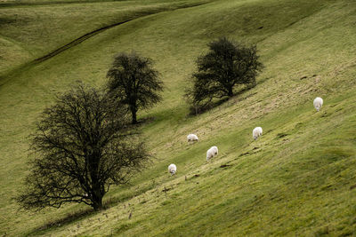 Sheep grazing on grassy hill