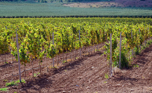 View of vineyard