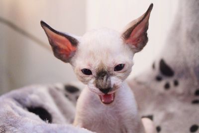 Cornish rex kitten 