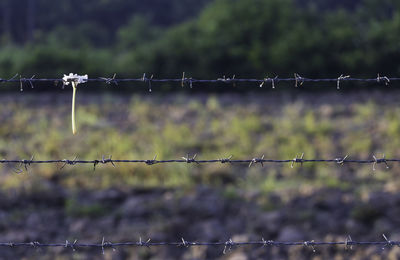Close-up of barbed wire fence
