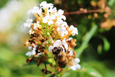 Close-up of bee on flower