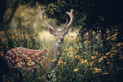 Deer in a forest