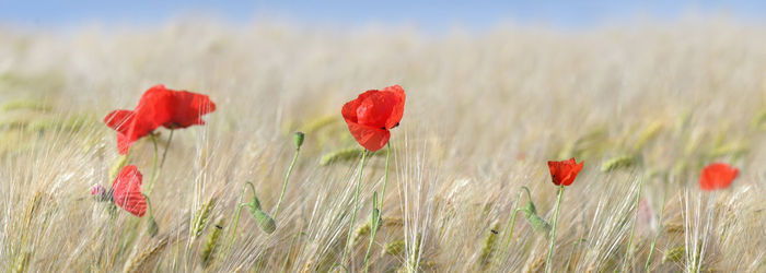 Close-up of red poppy flowers growing on field