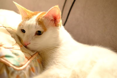 Close-up portrait of cat relaxing