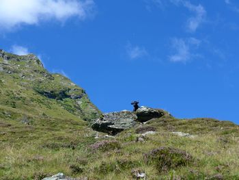 Low angle view of cattle on mountain against blue sky