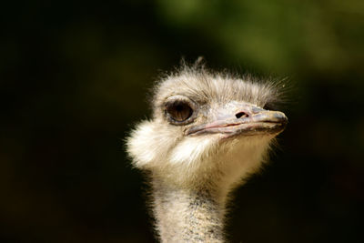 Close-up of ostrich