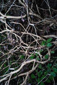 High angle view of tree roots on field