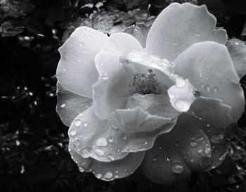 Close-up of water drops on rose