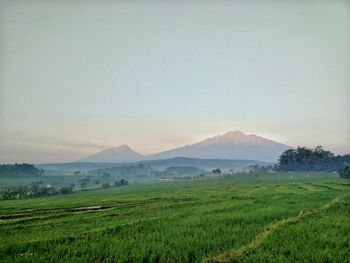 Scenic view of field against sky