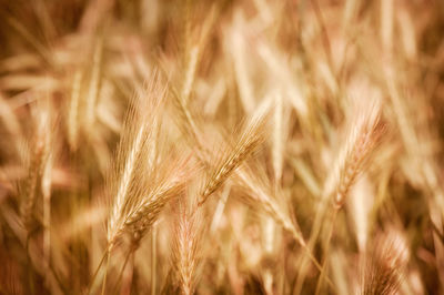 Close-up of wheat field