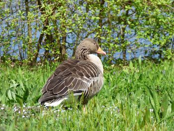 Goose on grassy field